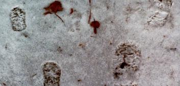 little footprints in the snow